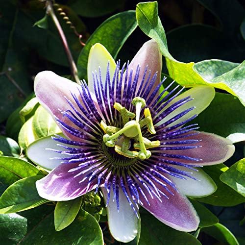 Natureov odgovor Herb Passion cvjetni dodatak, 2 uncu tekućine | Smirljiva pomoć | Pomaže kod anksioznosti