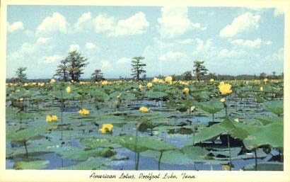 Reelfoot Lake, Tennessee razglednica
